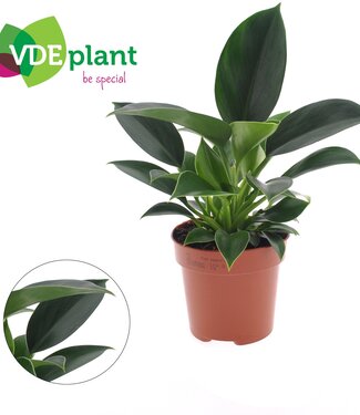 ME Philodendron green Princess | Per 8 pieces