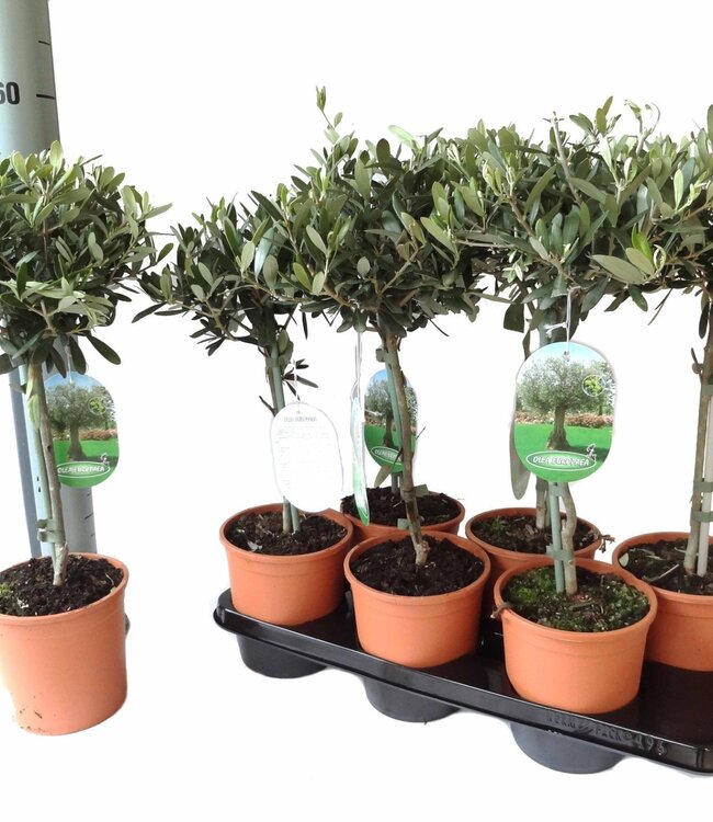 Olea europaea on stem | Per 6 stuks