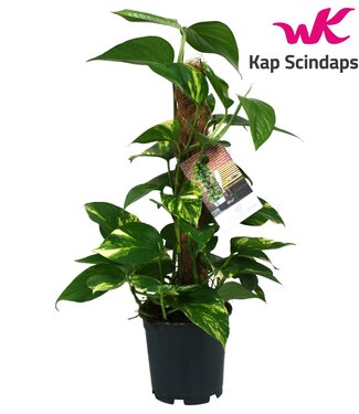 ME Scindapsus (Epipremnum) bâton de mousse 50 cm | Par 6 pièces