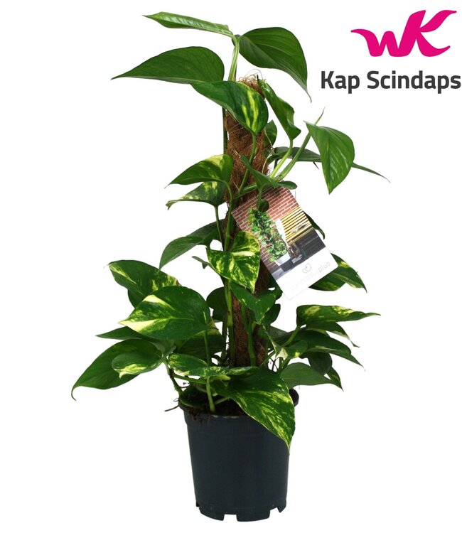 Scindapsus (Epipremnum) bâton de mousse 50 cm | Par 6 pièces