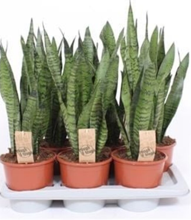 Sansevieria zeylanica | Par 6 pièces