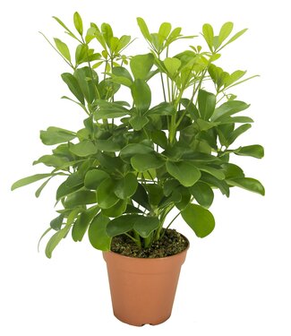 ME Schefflera Nora Branched | Per 8 pieces