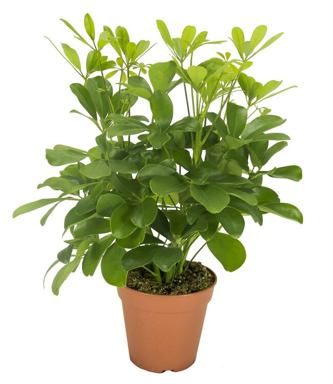 Schefflera Nora Vertakt | Per 8 stuks