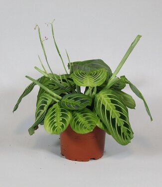 ME Maranta leuconeura Fascinator Lemon Lime | Per 8 stuks