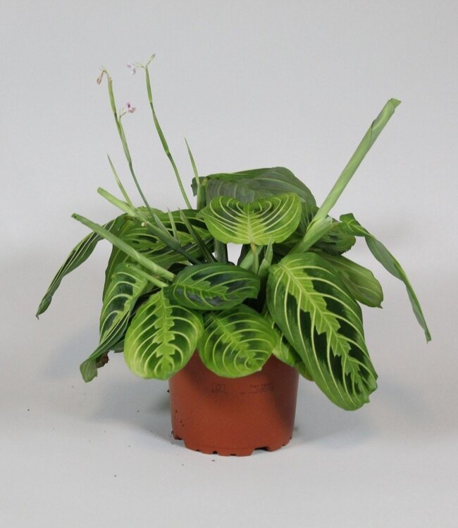 Maranta leuconeura Fascinator Lemon Lime | Per 8 stuks