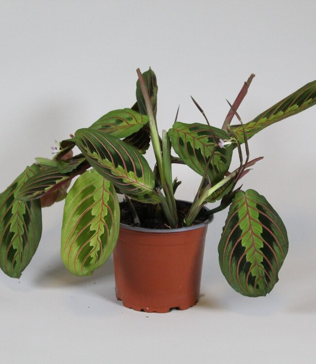 Maranta leuconeura 'Fascinator' tricolore | Par 8 pièces