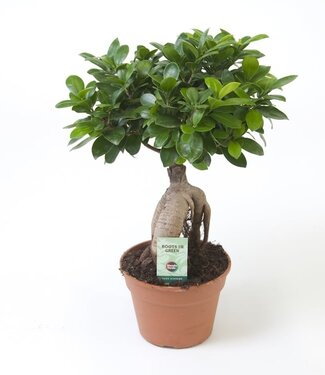 ME Ficus micr. Ginseng | Par 6 pièces