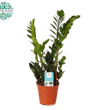 ME Zamioculcas | Taille du pot 14 | Par 7 pièces