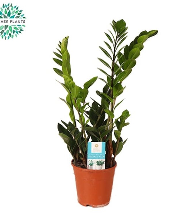 Zamioculcas | Taille du pot 14 | Par 7 pièces