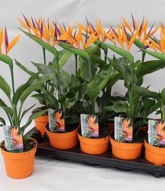 ME Strelitzia reginae p13 2pp (with artificial flower) | Per 10 pieces