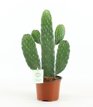 ME Opuntia rubescens Consolea | Per 6 pieces