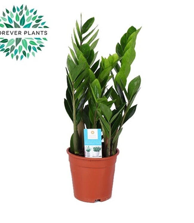 Zamioculcas | Taille du pot 17 | Par 6 pièces