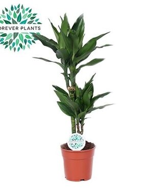 ME Dracaena Janet Lind | Taille du pot 17, 30+10 | Par 6 pièces