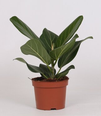 ME Ficus Bengalensis | Per 10 stuks