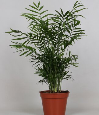 ME Chamaedorea Elegans | Per 6 stuks