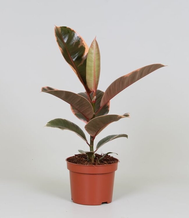 Ficus elastica 'Belize' | Par 10 pièces