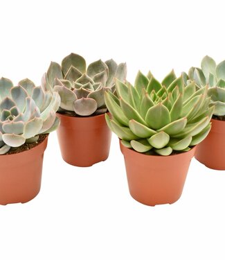 ME Echeveria mix - Basic | Par 8 pièces