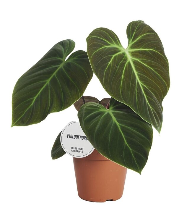 Philodendron El Choco rouge | Par 4 pièces