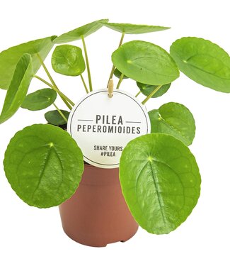 ME Pilea Peperomioides | Per 6 pieces