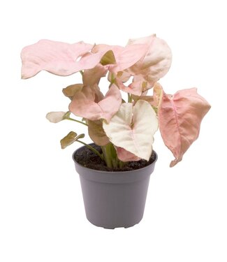 ME Syngonium Neon® 6 cm | Per 12 pieces