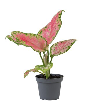 ME Aglaonema rouge Valentine | Par 12 pièces