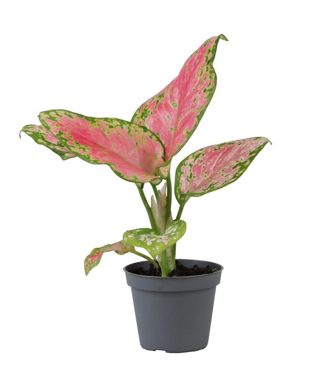 Aglaonema rouge Valentine | Par 12 pièces