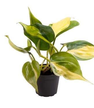 ME Philodendron Scandens Brasil | Per 12 pieces