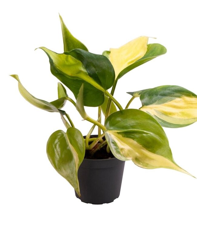 Philodendron Scandens Brasil | Par 12 pièces