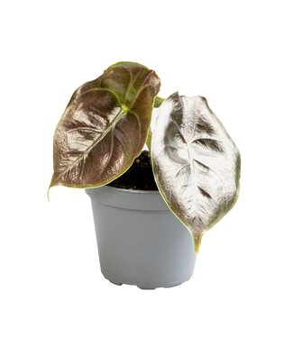 ME Alocasia Azlanii | Per 12 pieces