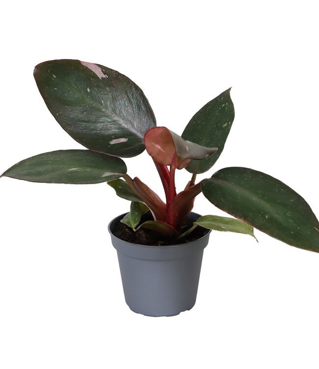 Philodendron rosa Prinzessin | Pro 12 Stück