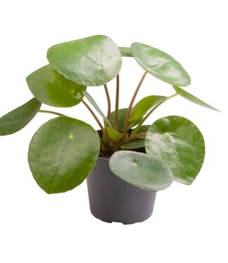 ME Pilea Peperomioides | Par 12 pièces