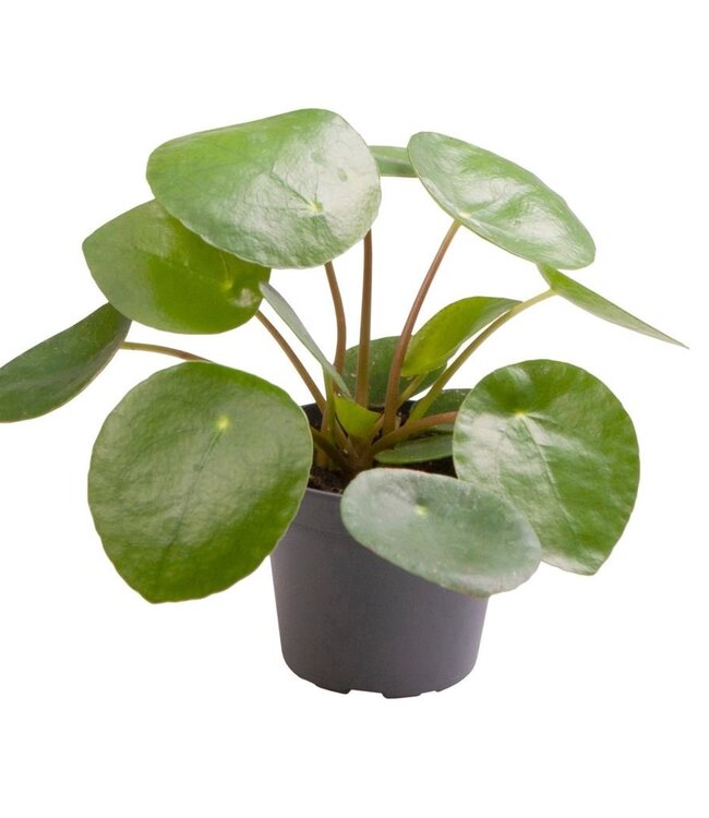 Pilea Peperomioides | Per 12 stuks