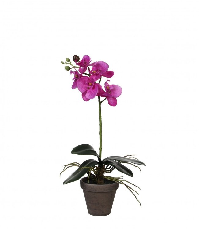 Kunstplanten Pot Phalaenopsis d11/13*48cm | Per 6 stuks te bestellen