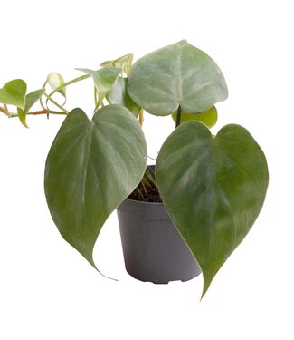 ME Philodendron Scandens | Per 20 pieces