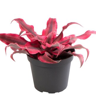 ME Cryptanthus Super pink | Per 12 pieces