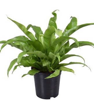 ME Asplenium Antiquum | Per 6 pieces