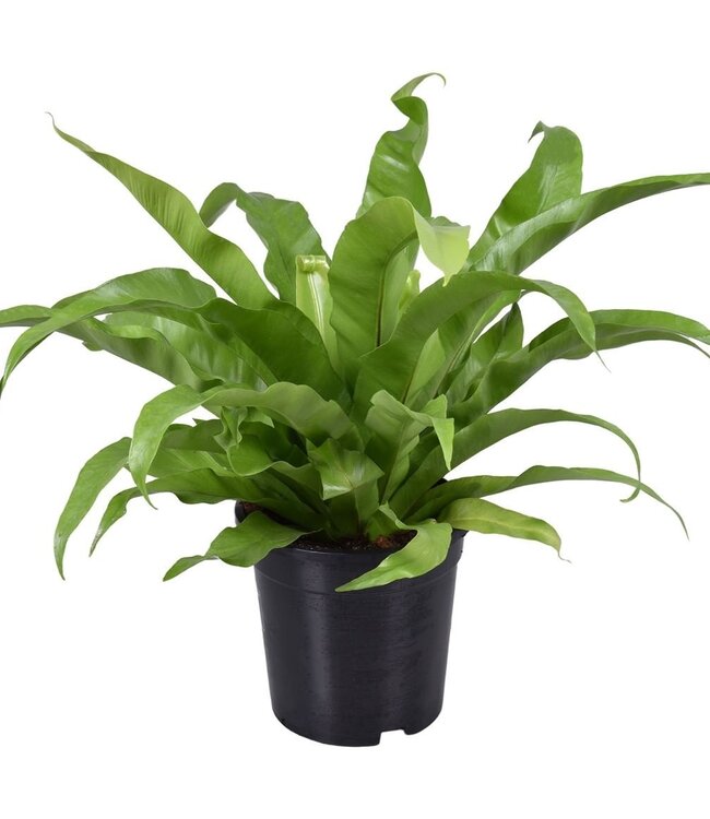 Asplenium Antiquum | Per 6 pieces