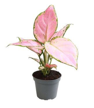 ME Aglaonema red Zircon | Per 12 pieces