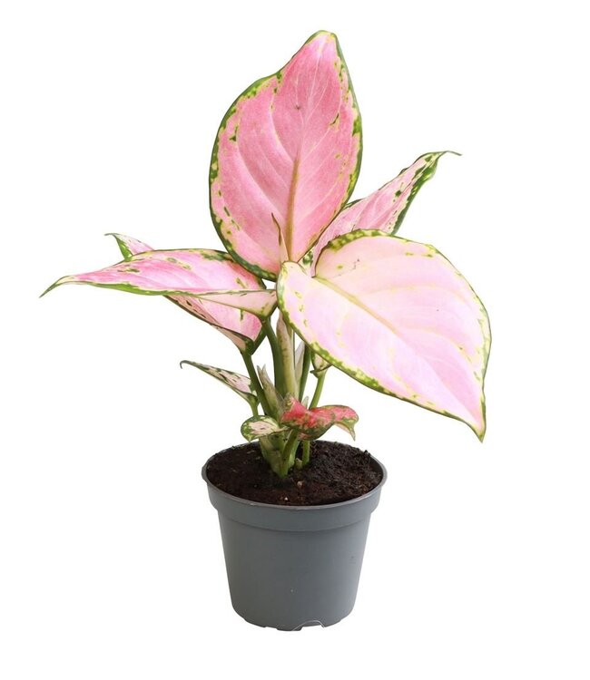 Aglaonema rouge Zircon | Par 12 pièces