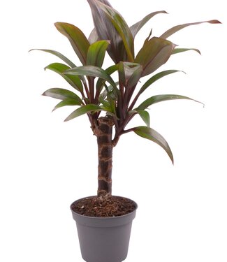 ME Cordyline Fruticosa paars Compacta | Per 20 stuks