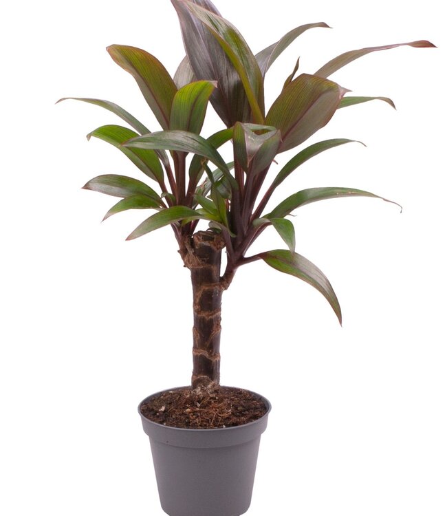 Cordyline Fruticosa paars Compacta | Per 20 stuks