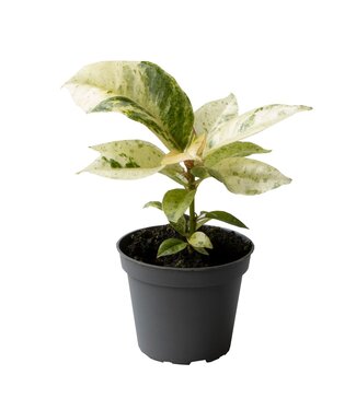 ME Ficus Elastica Schrijveriana | Per 12 pieces