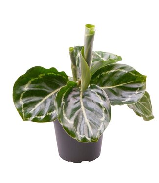 ME Calathea Roseopicta vert | Par 12 pièces