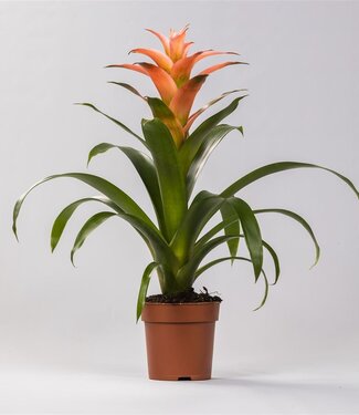 ME Guzmania Melissa | Per 6 pieces