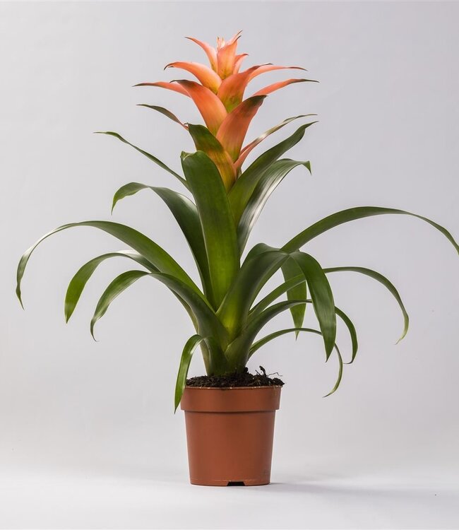 Guzmania Melissa | Per 6 pieces