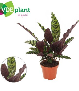 ME Calathea Insignis 12cm | Per 10 stuks