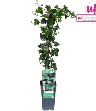 ME Hedera helix | Pot size 15 | Per 10 pieces