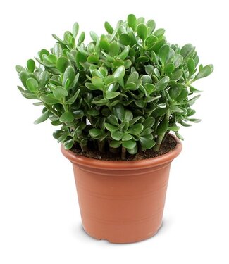 ME Crassula Ovata | Per 2 pieces