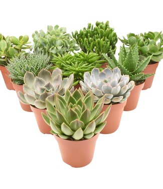 ME Mélange de succulentes | Par 8 pièces