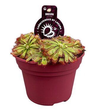 ME Drosera Aliciae 12 cm | Per 6 pieces